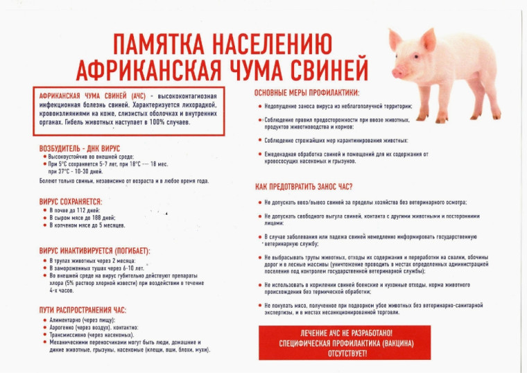 Африканская чума свиней. Африканская чума свиней.