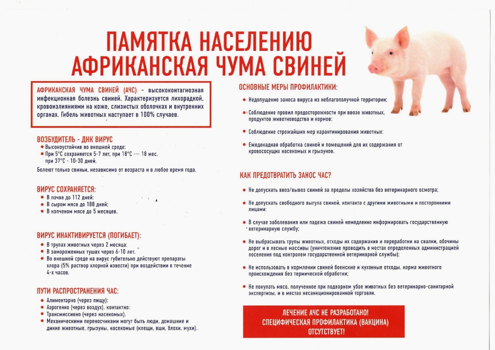 Африканская чума свиней